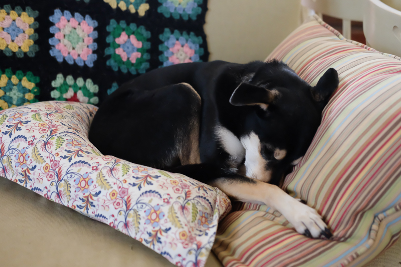 ラニちゃんはまーるくなって