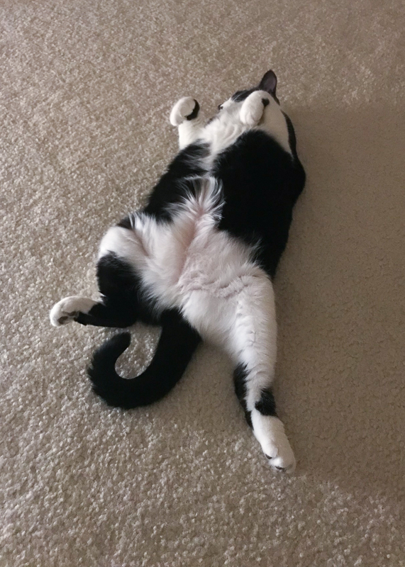 ぱっかーん、あんこちゃん