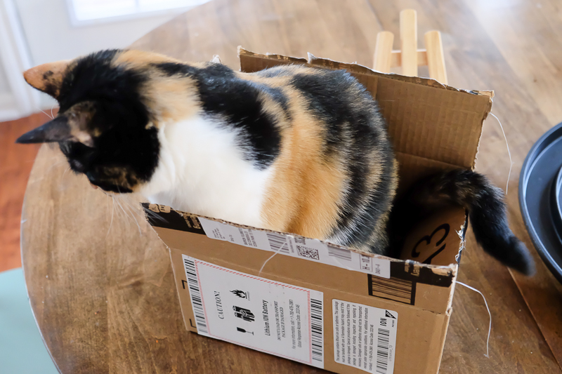 ちょっと窮屈そう