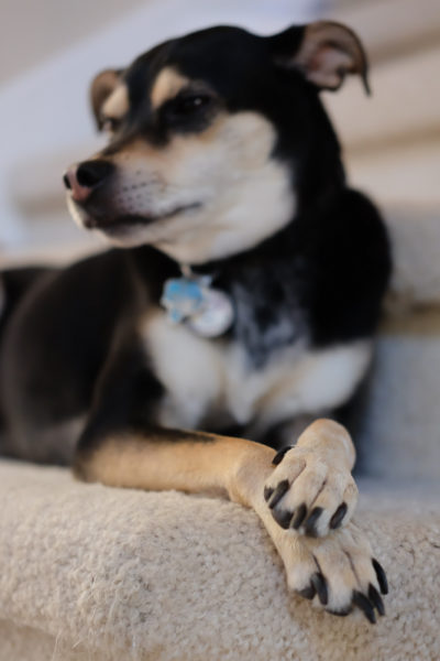 おしとやかさを装う