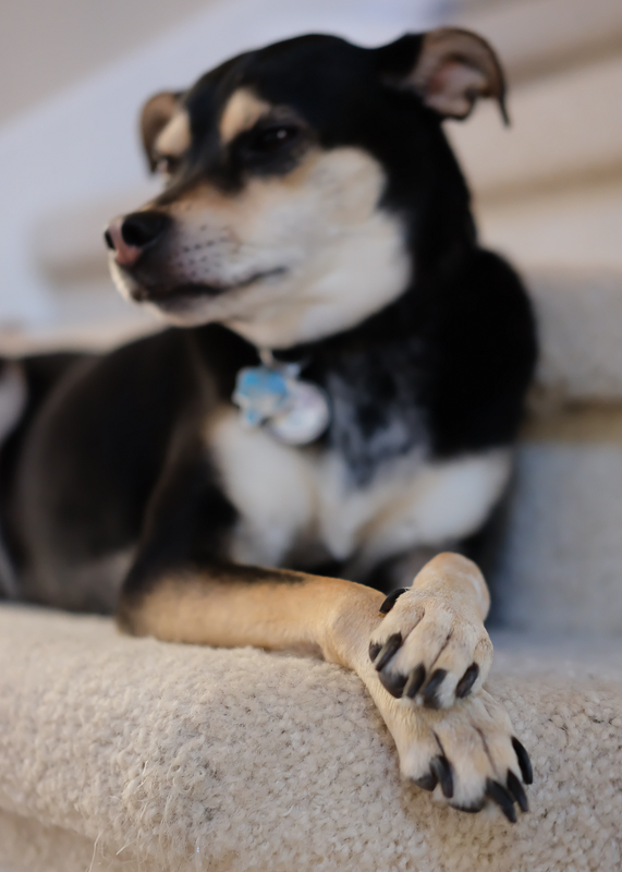 おしとやかさを装う