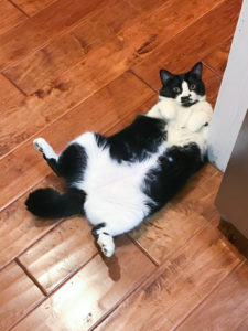 あんこちゃんでした