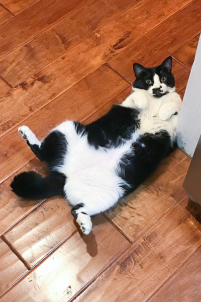 あんこちゃんでした