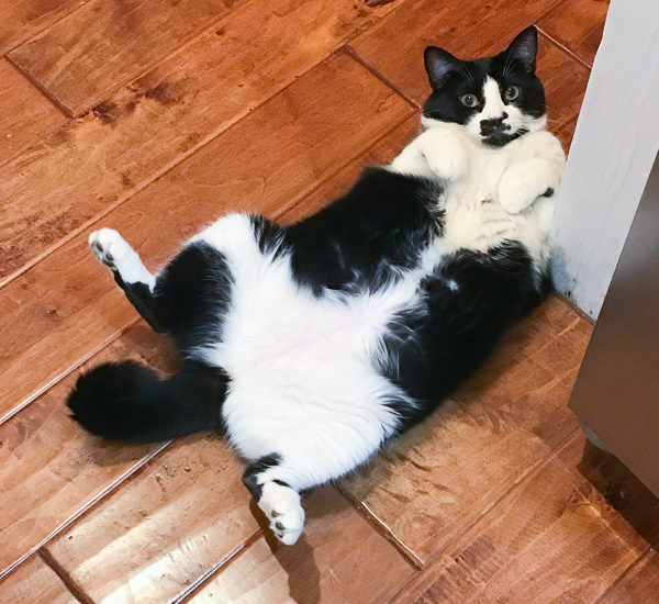 あんこちゃんでした