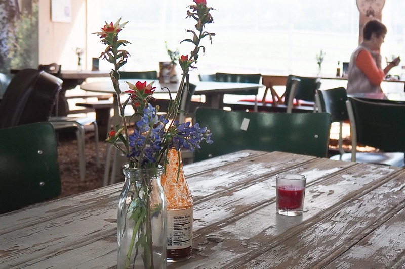 かわいい野の花