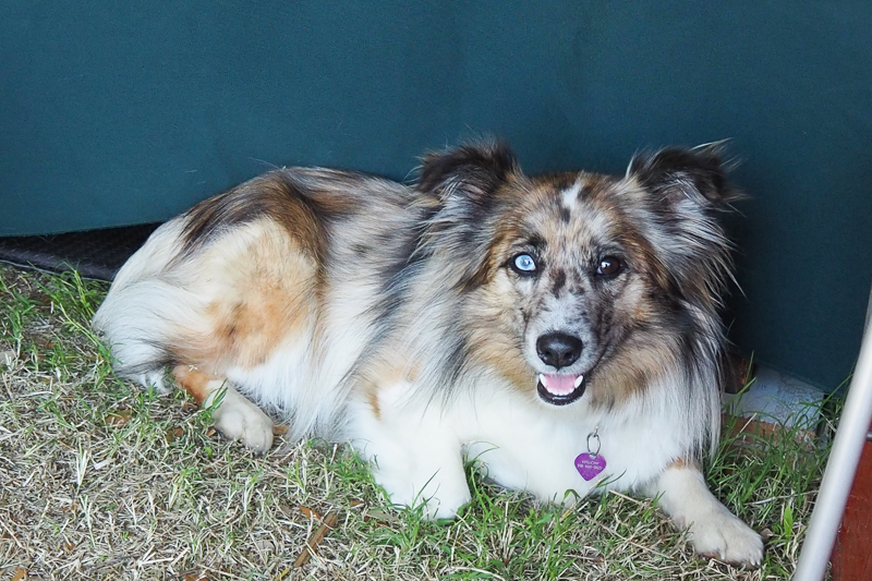 わんちゃんたくさん