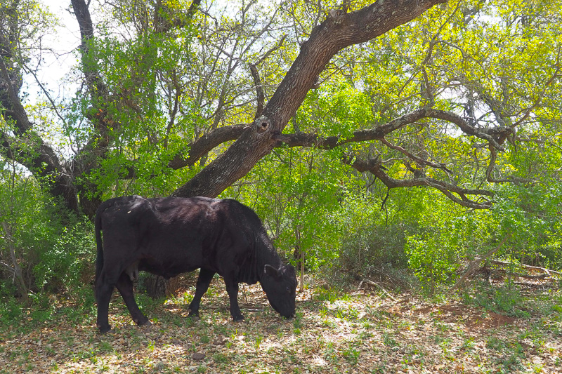 道ばたの牛さん