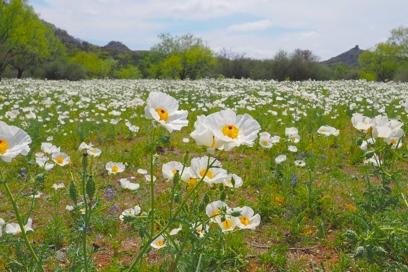 White prickly poppy
