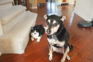 なに？おやつくれるの？