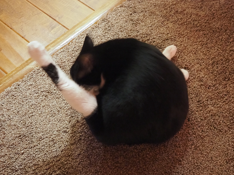 しんどそうです