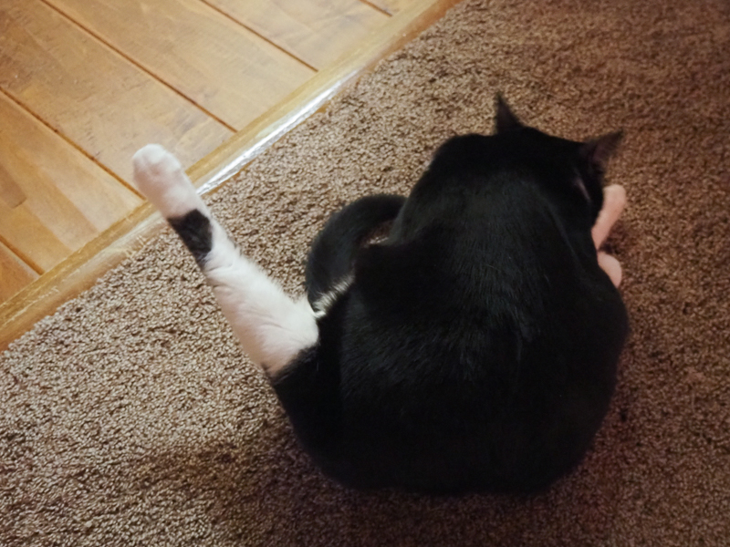 毛づくろい中のあんこちゃんでした