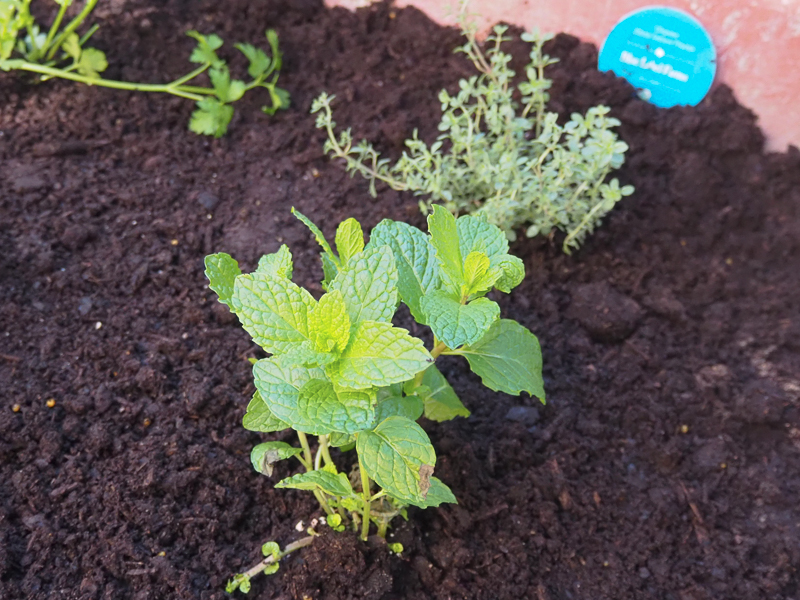 ミントとタイム