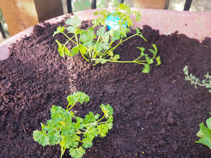 イタリアンパセリとカーリーパセリ