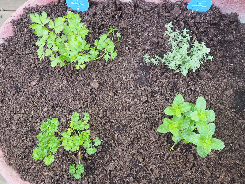 ４種類のハーブ