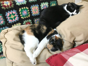 あんこちゃんのお尻が重たそう