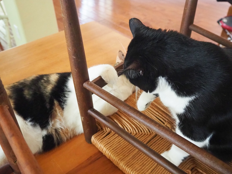 ちょっかいだしに来た