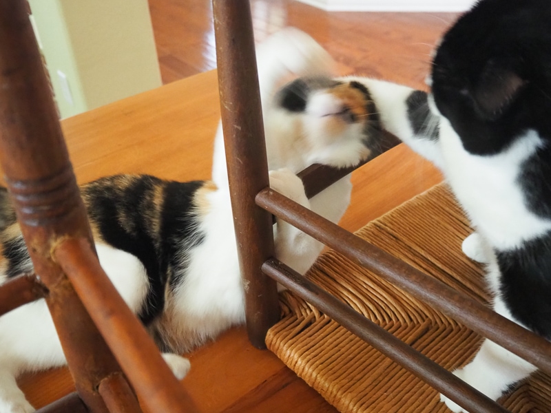 あんこちゃん、応戦！