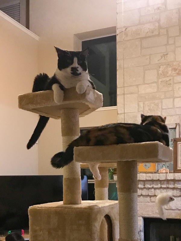 あんこちゃんも登れるようになりました