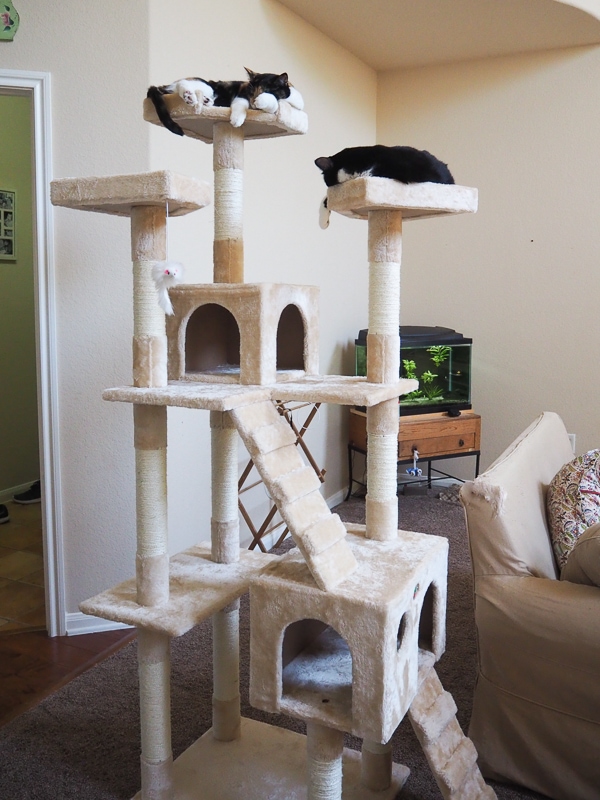 キャットタワー