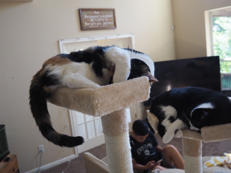 くつろいどります