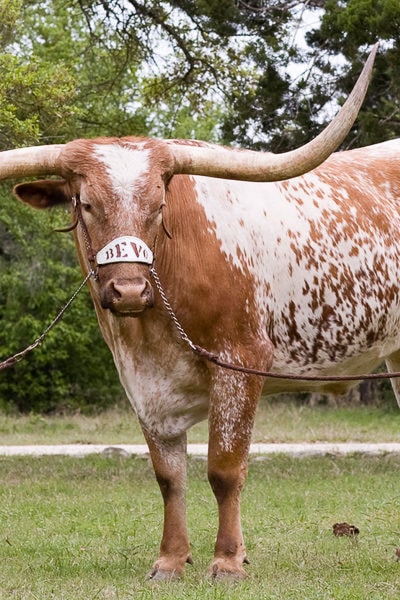 bevo