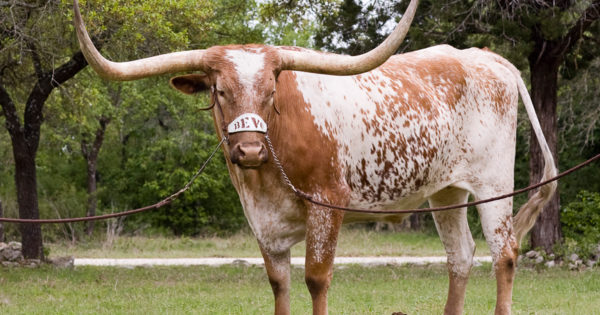 bevo