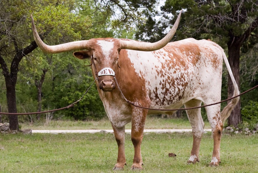 bevo