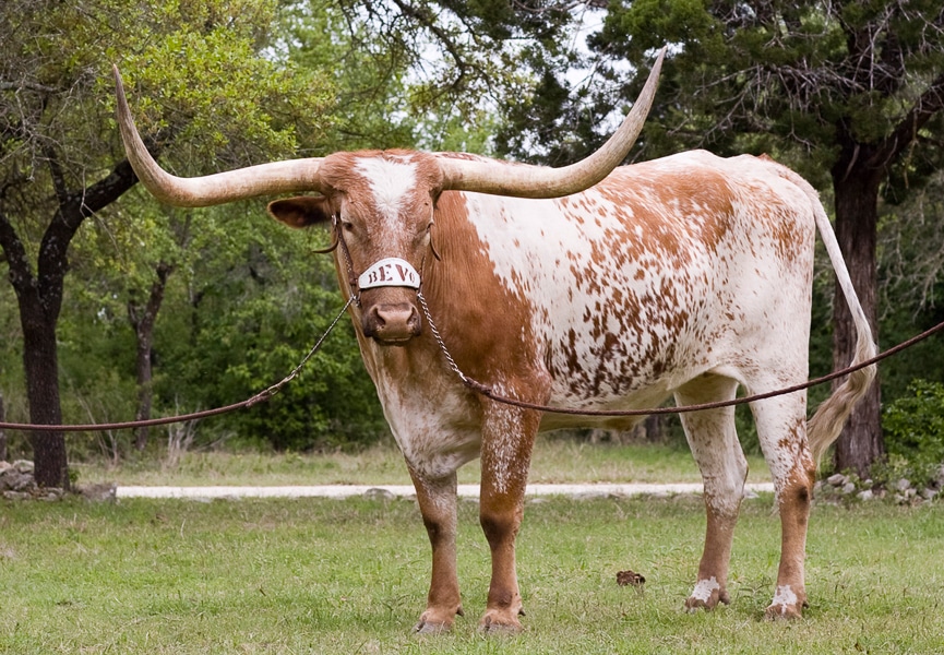bevo