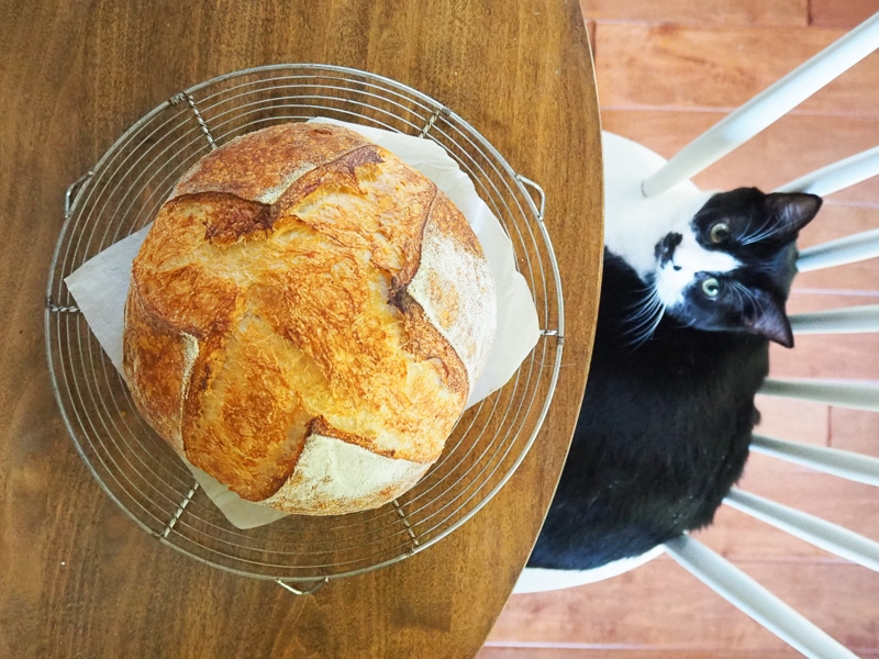 サワードウブレッドとあんこちゃん