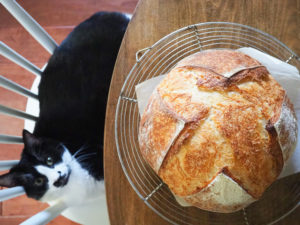 パンには興味なし