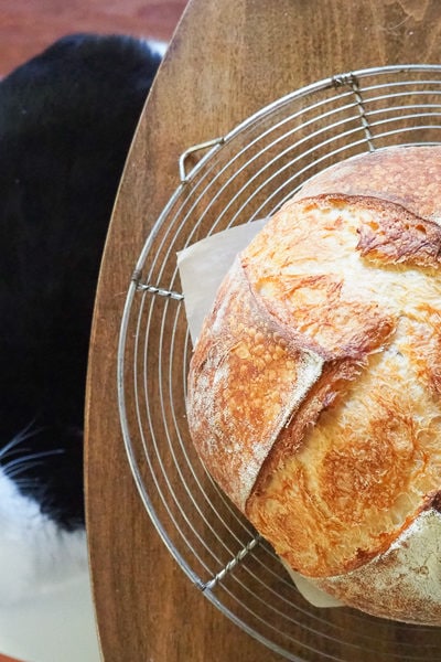 パンには興味なし