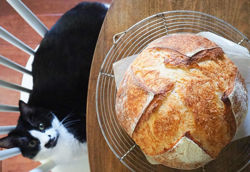 パンには興味なし