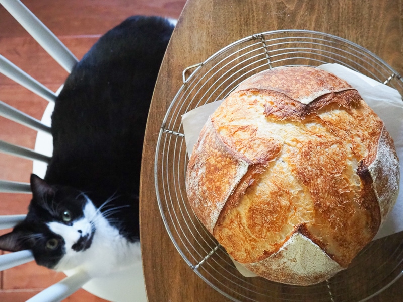 パンには興味なし