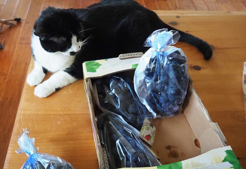 ４房入っていました