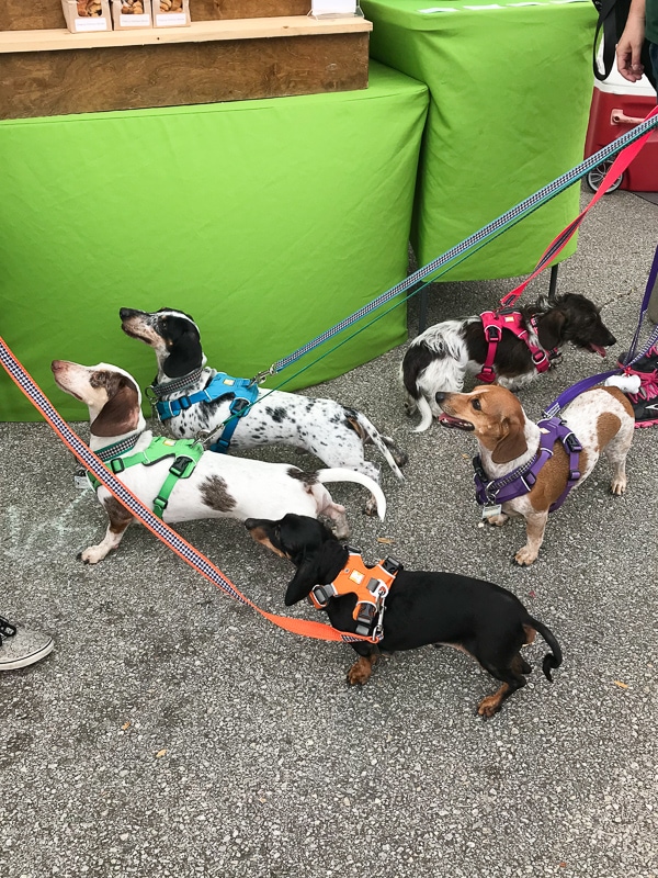 ダックスファミリー