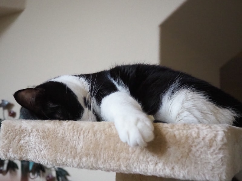 かわいいあんこちゃんでした