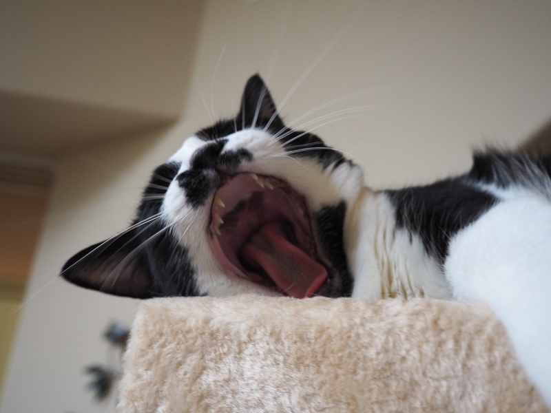 もーじゃましないで