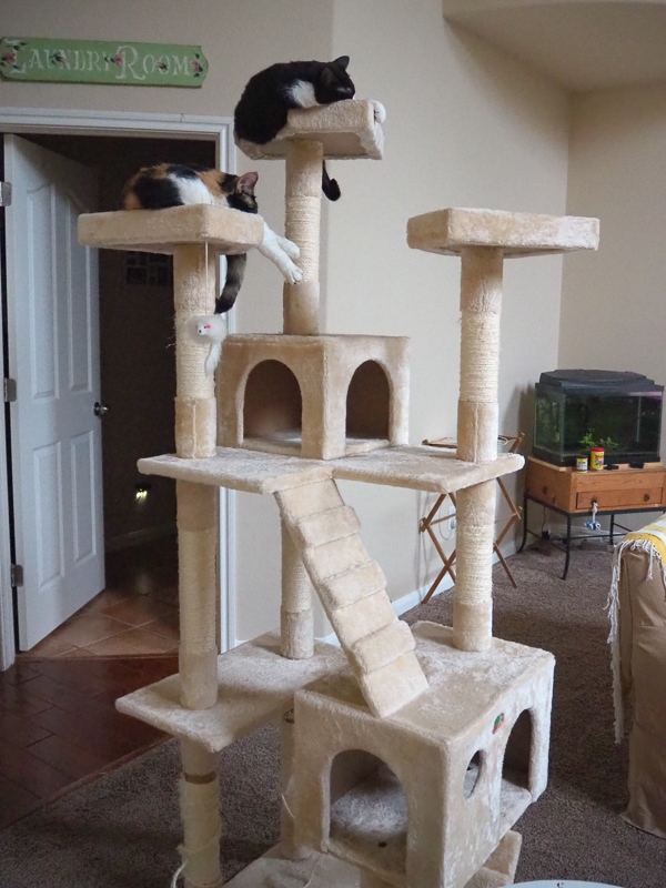 キャットタワー