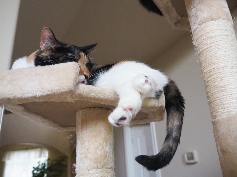 下から観察できる♪