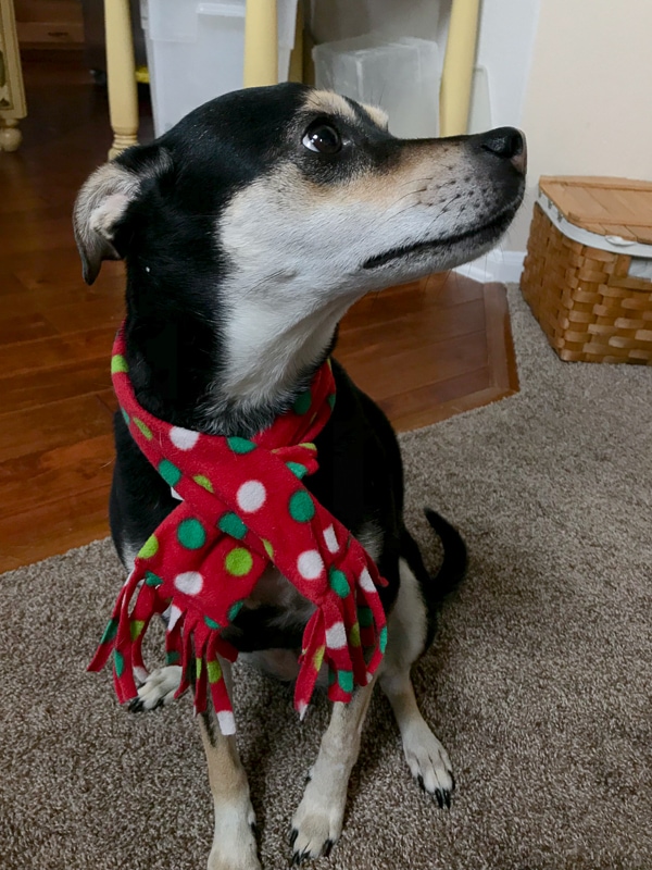 イノセントな顔