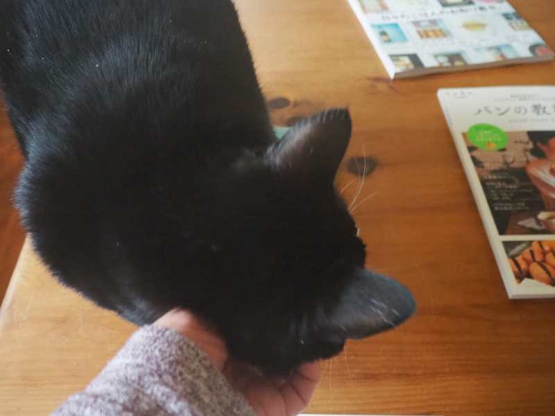 あんこちゃんきた