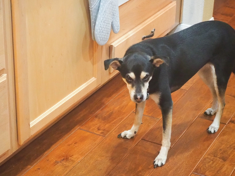 オオカミのような...