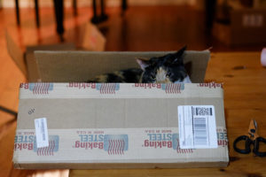 新しい箱だから、とりあえず