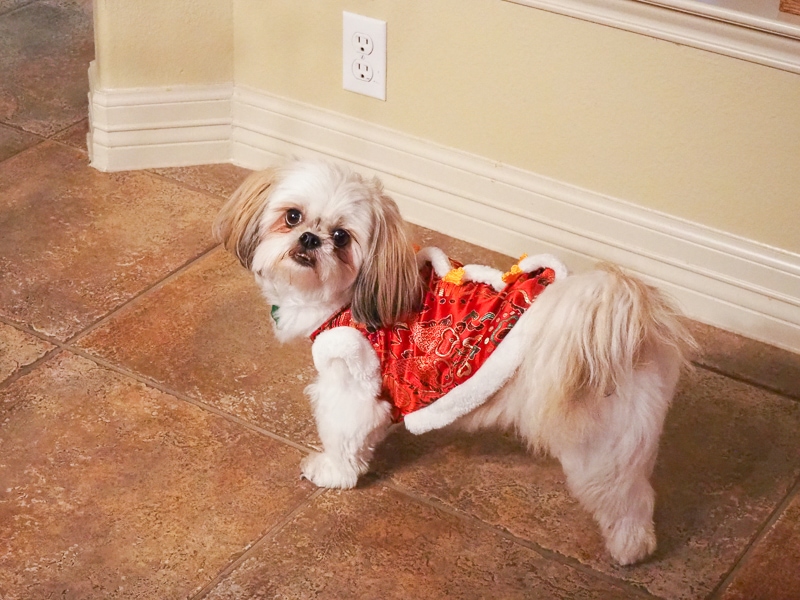 ペッパーちゃん