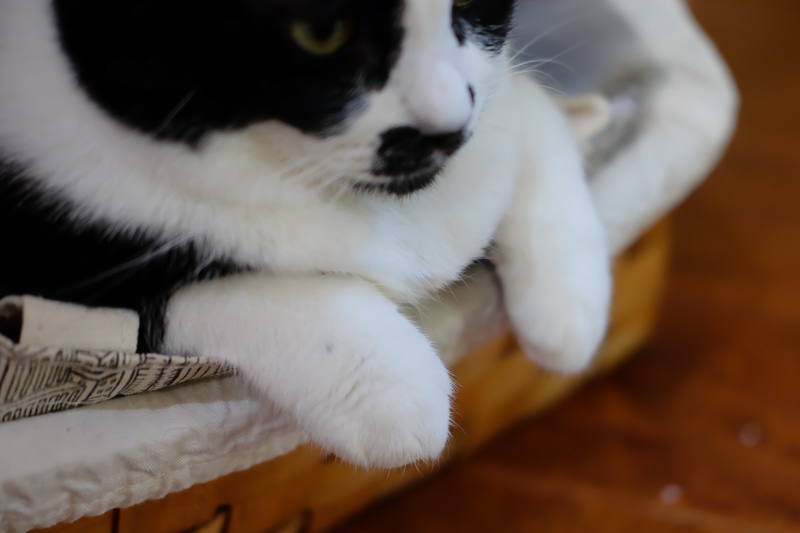 このおててがかわいすぎ