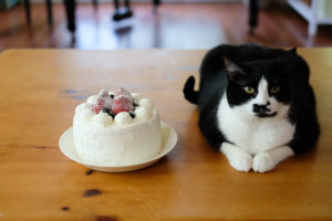 あんこちゃんのケーキ？