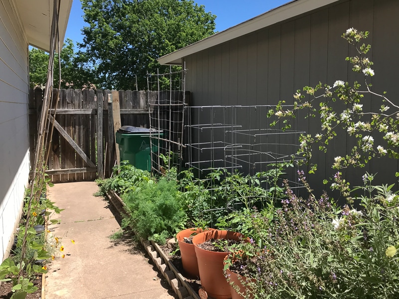 ハーブや野菜などがたくさん