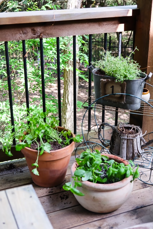 植え替え完了♪