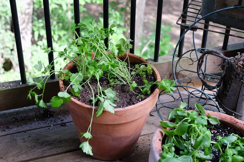 イタリアンパセリ