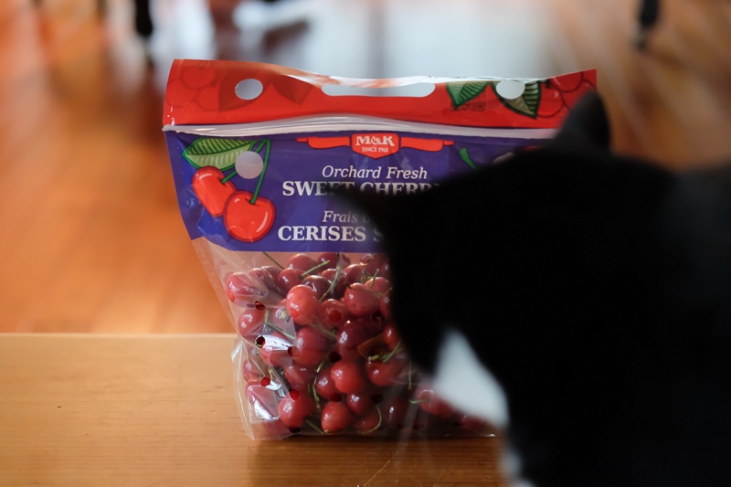 あんこちゃん、きました